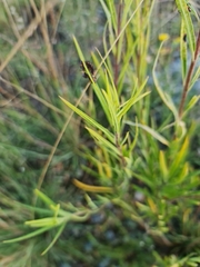 Gomphocarpus fruticosus