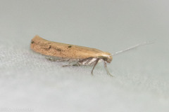 Ypsolopha ochrella