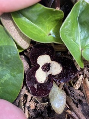 Asarum maximum