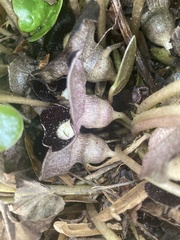 Asarum maximum