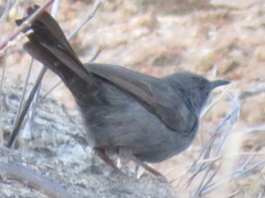 Calamonastes simplex