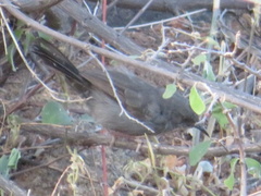 Calamonastes simplex
