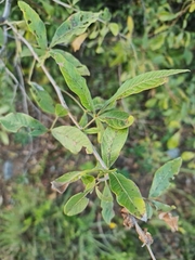 Searsia pyroides pyroides