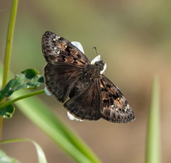 Erynnis horatius