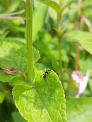 Lasius niger