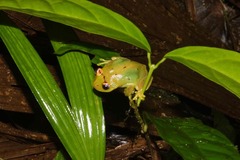 Boana cinerascens