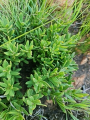 Pseudopegolettia tenella