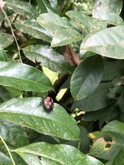 Brachystethus rubromaculatus