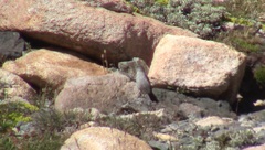 Muscisaxicola cinereus