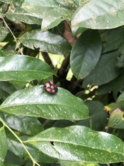 Brachystethus rubromaculatus