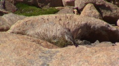 Muscisaxicola cinereus