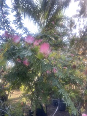 Calliandra surinamensis