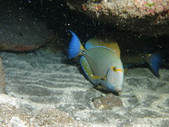 Acanthurus dussumieri