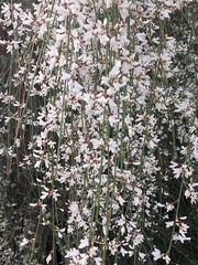 Retama monosperma
