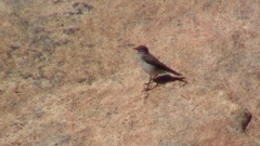 Muscisaxicola cinereus