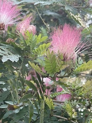 Calliandra surinamensis