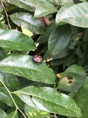 Brachystethus rubromaculatus