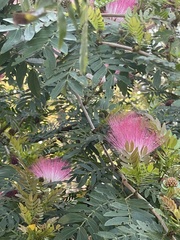 Calliandra surinamensis