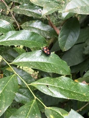 Brachystethus rubromaculatus