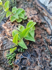 Crassula alba