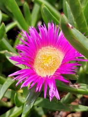 Carpobrotus dimidiatus