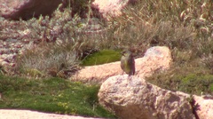 Melanodera xanthogramma