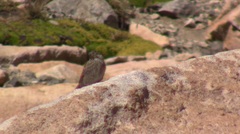 Melanodera xanthogramma