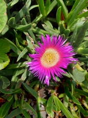 Carpobrotus dimidiatus