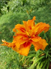 Hemerocallis