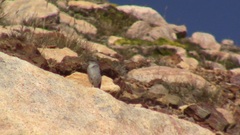 Muscisaxicola cinereus