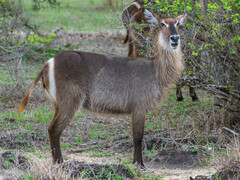 Kobus ellipsiprymnus