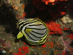 Chaetodon meyeri