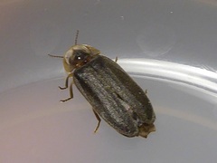 Lamprohiza splendidula