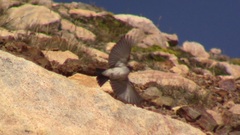 Muscisaxicola cinereus