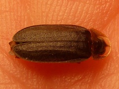 Lamprohiza splendidula