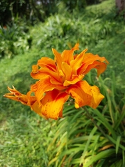 Hemerocallis