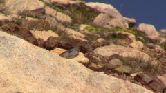 Muscisaxicola cinereus