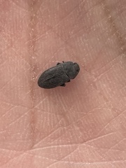 Blapstinus