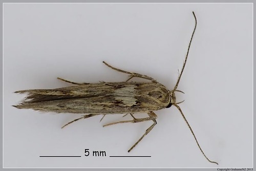 Stathmopoda plumbiflua Meyrick, 1911