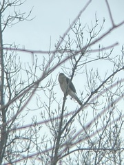 Accipiter cooperii