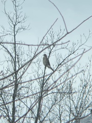 Accipiter cooperii
