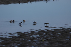 Calidris alpina