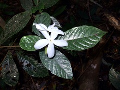 Atractocarpus hirtus