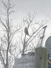Accipiter cooperii