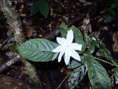 Atractocarpus hirtus