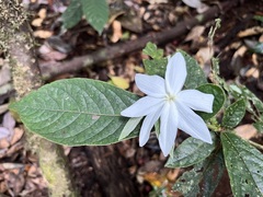 Atractocarpus hirtus