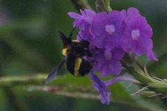 Bombus transversalis