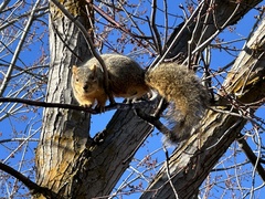 Sciurus niger