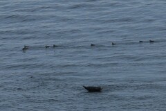 Histrionicus histrionicus