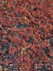 Azolla filiculoides